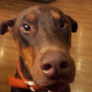 Meet your Posher, Pat